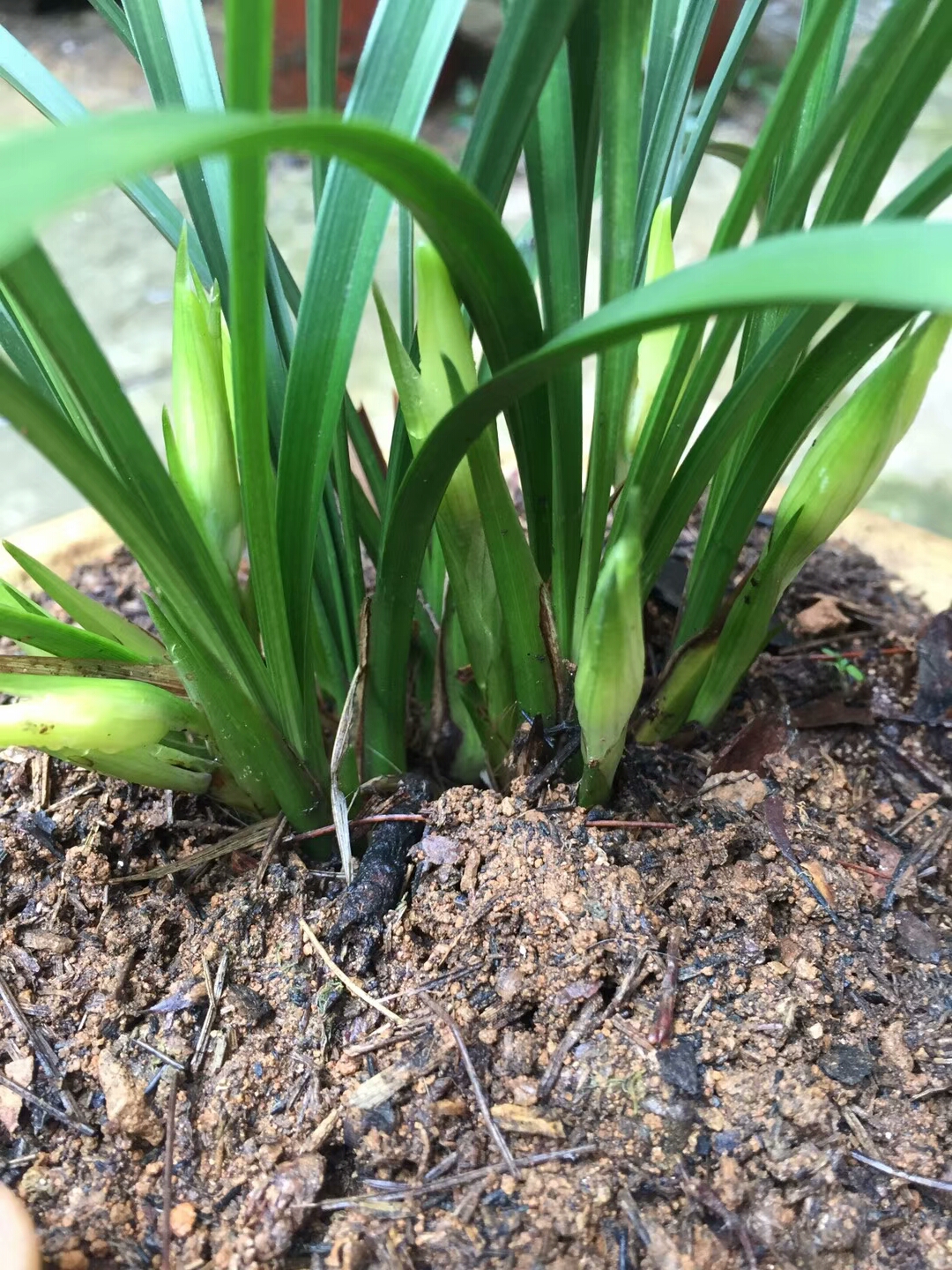 生活中往兰盆倒点"它",泥土不板结花开不断香气迷人