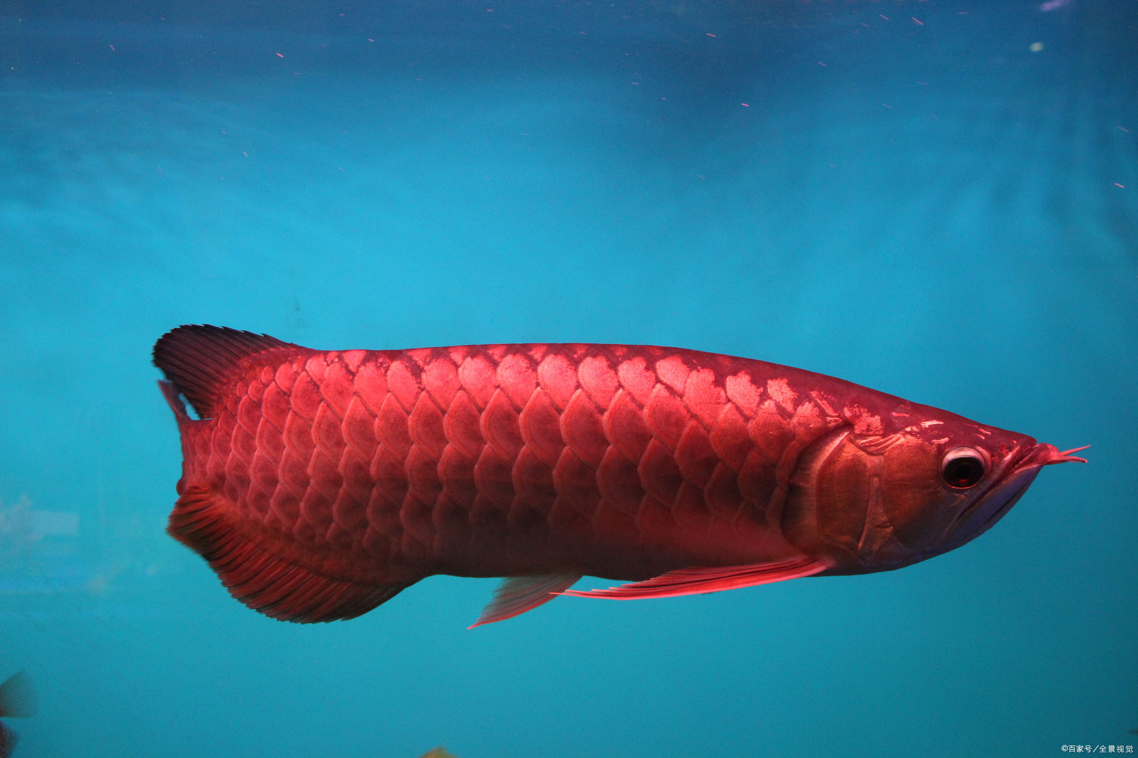 马来红龙鱼长大什么样图片