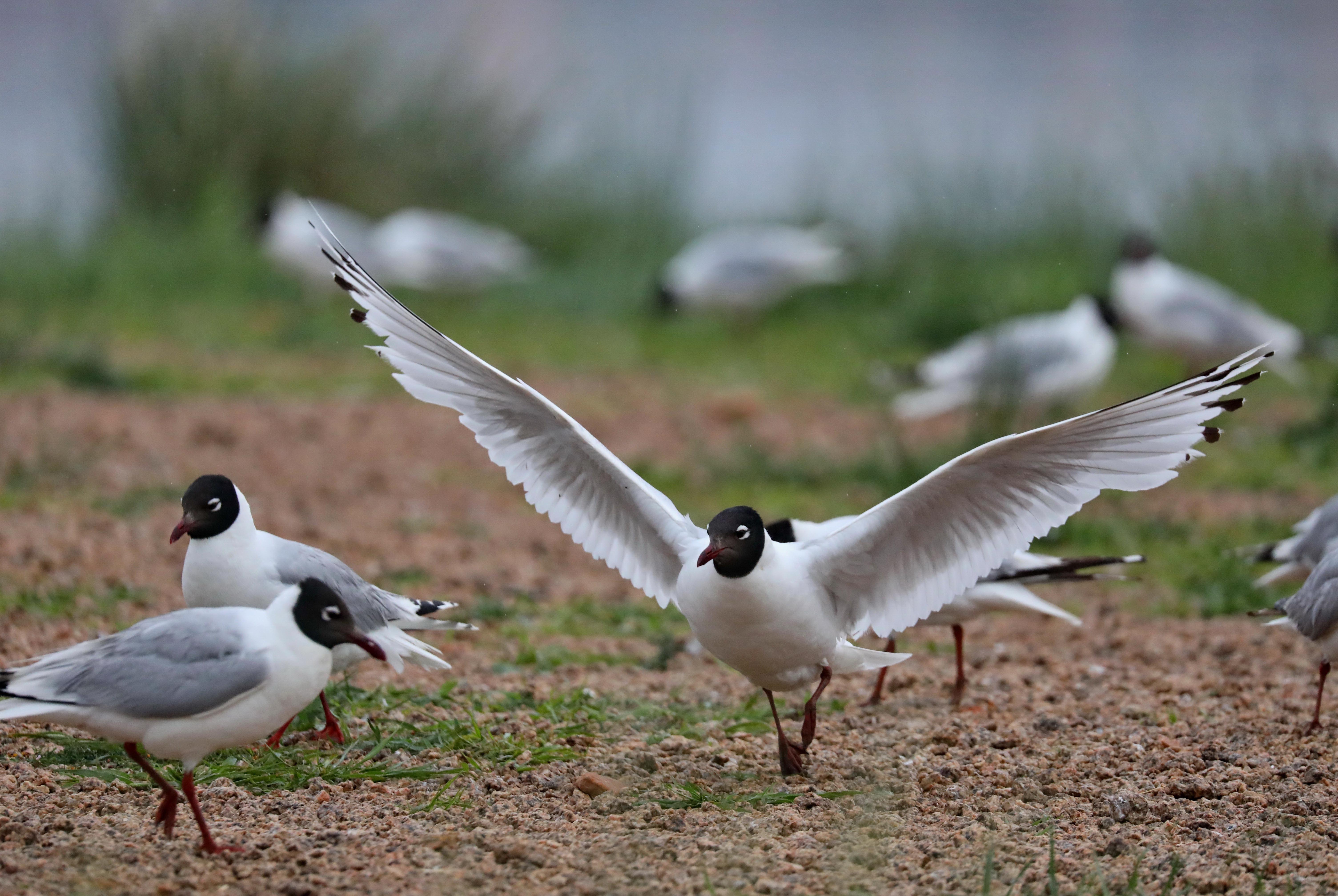 河北:坝上湿地遗鸥舞