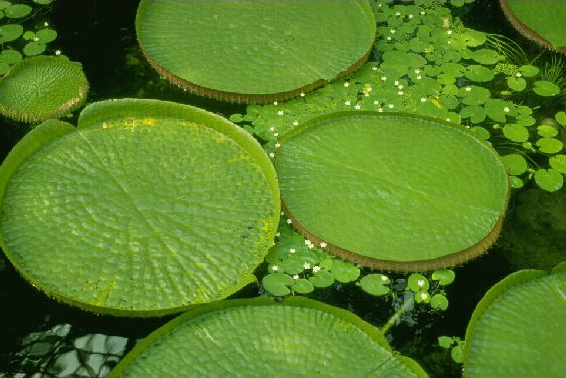 玉莲的叶脉与一般植物的叶脉结构不同,成肋条状,似伞架,所以具有很大