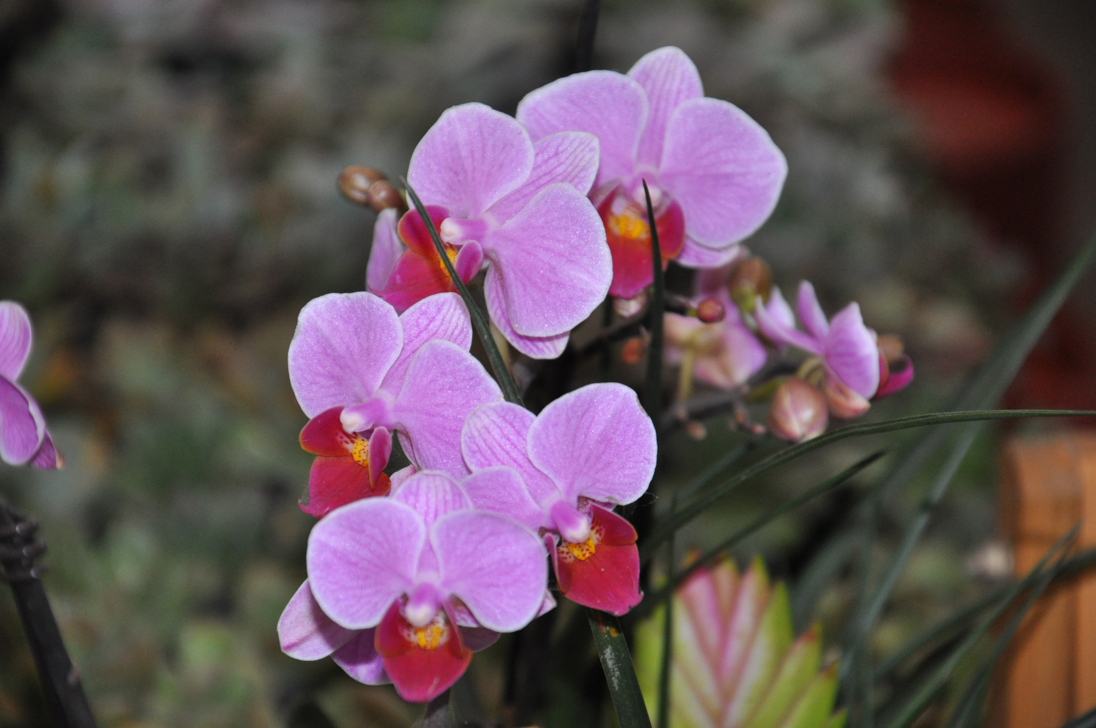 寒冷的冬季,你的室内需要这几种美丽的花朵烘托温暖