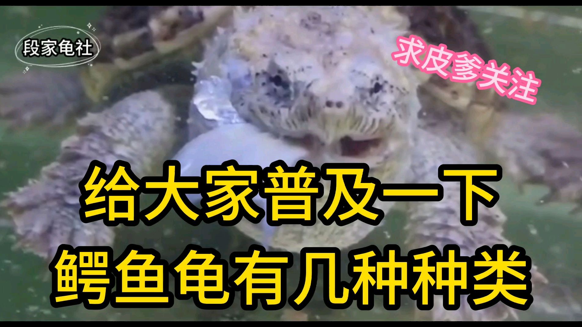 鳄鱼龟有分为几种类?