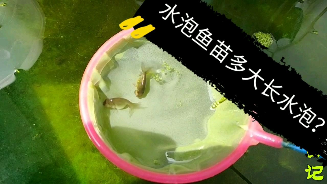水泡眼金鱼多大开始长水泡?