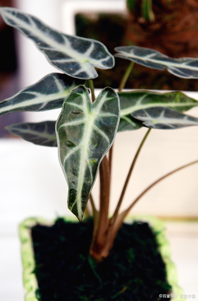 和多肉观音莲同名的老虎芋,夏季长得更旺,适合做室内绿植