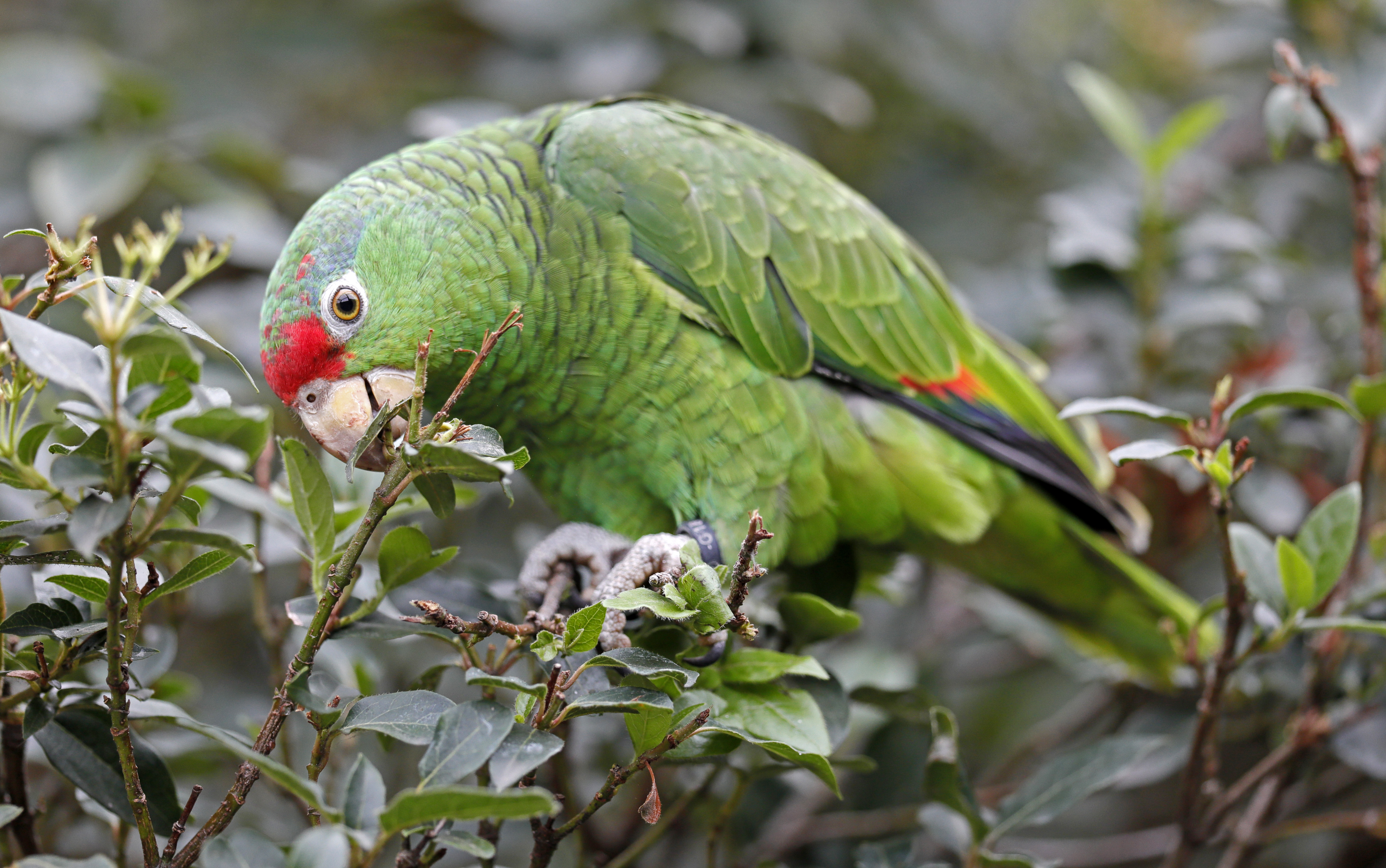海德堡的鸟类动物园