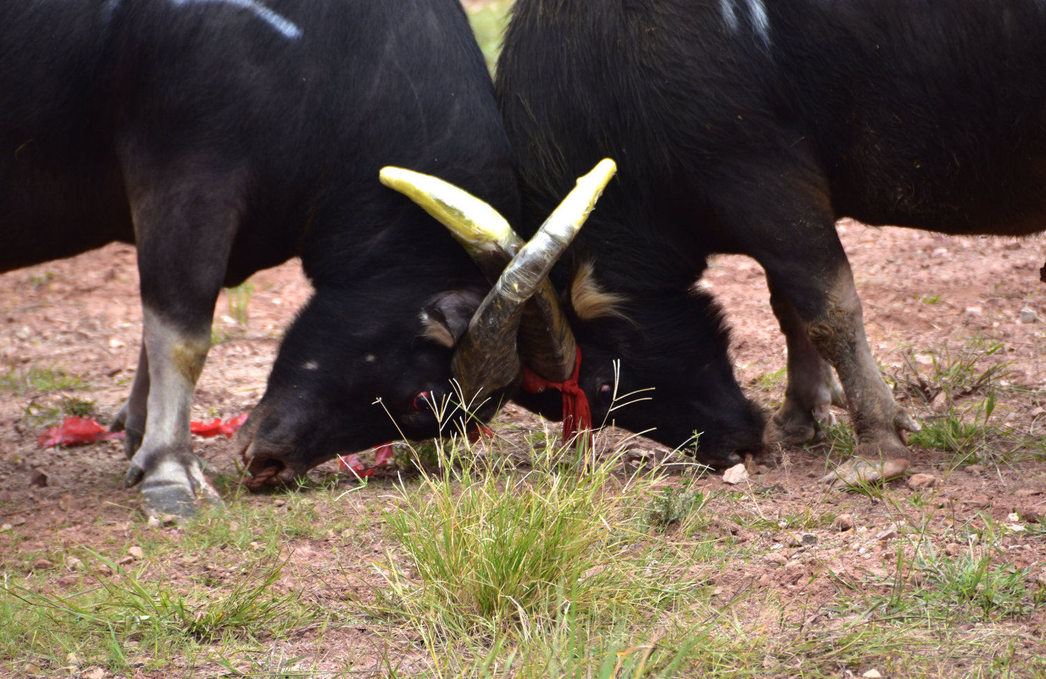 贵州从江:民间斗牛闹国庆,水牯牛大吼一声我拼了