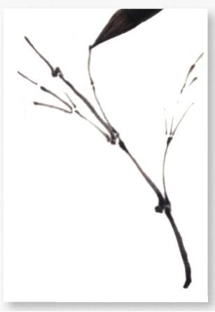 想画好竹子要了解竹枝的生枝方式!来学新,老,细干的生枝方式!