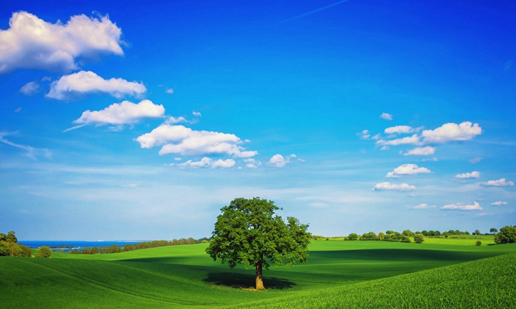 蓝天绿草中的一棵树,色彩鲜亮,适合做壁纸,你喜欢这个吗?