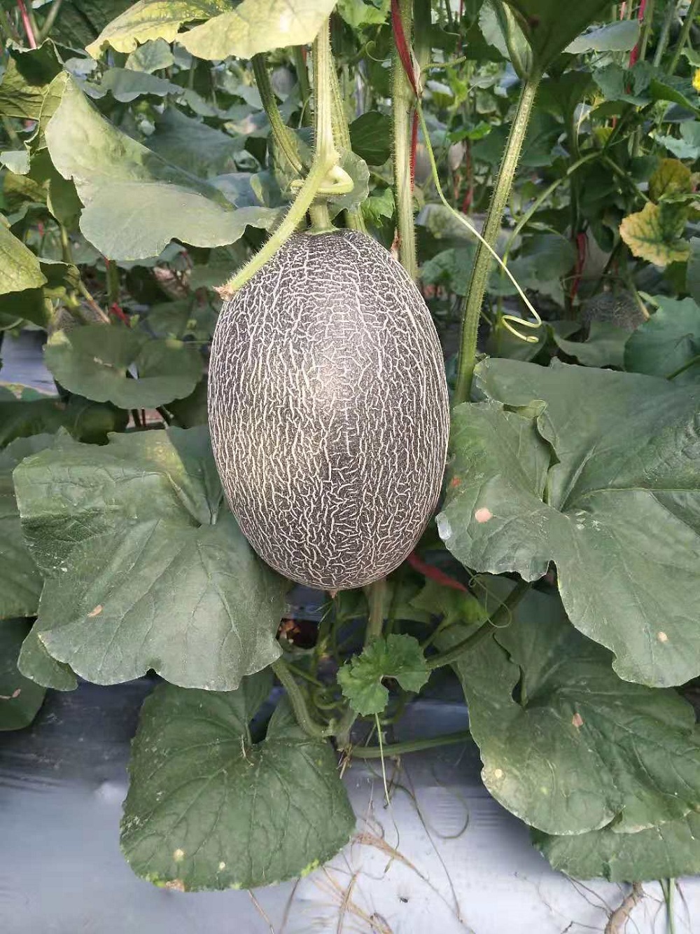 天蜜——一种逐步走向千家万户的哈密瓜