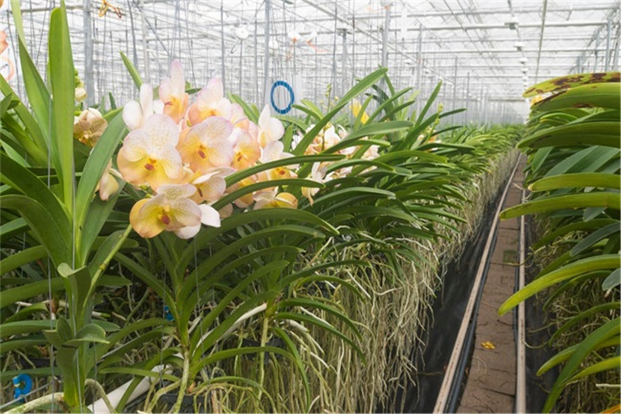 两种方式保证兰花的种植,最关键是做好相应的预防