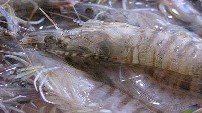 美味醉活虾,做出来这么简单