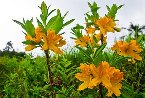 掌握羊踯躅的养殖方法和注意事项,轻松养好羊踯躅