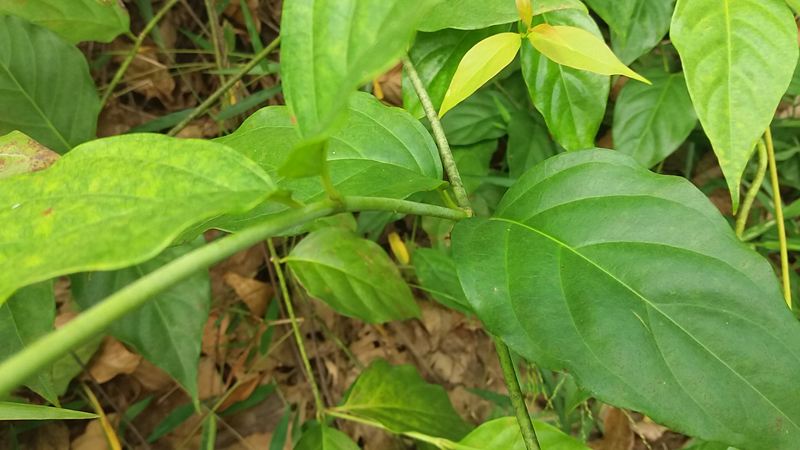 那怎麼判斷兩種植物?除了看花朵辨別之外,還可以看花的藤和葉子.