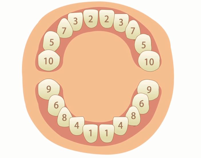 寶寶長牙時間和順序,你家寶寶掉隊了嗎?