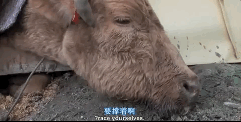 480_243gif 动态图 动图