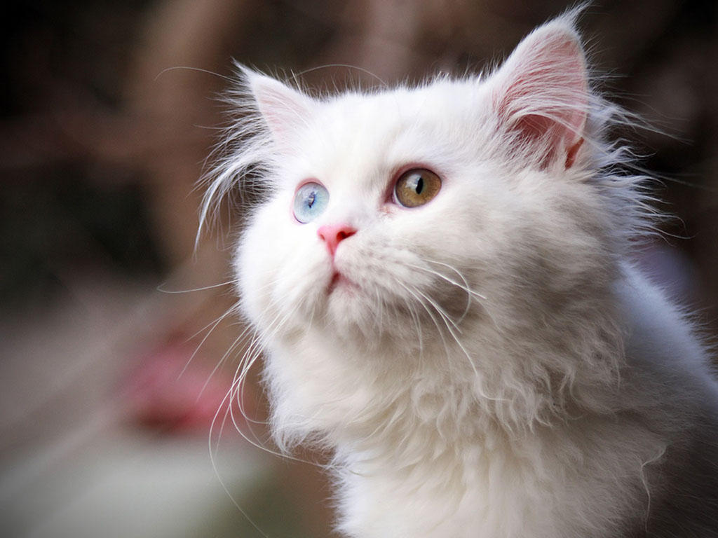 美图:喜欢猫咪的朋友看过来,一组猫宠图片供你欣赏