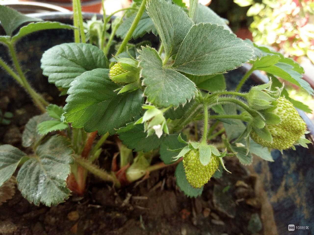 草莓 开花坐果期 施肥 原则