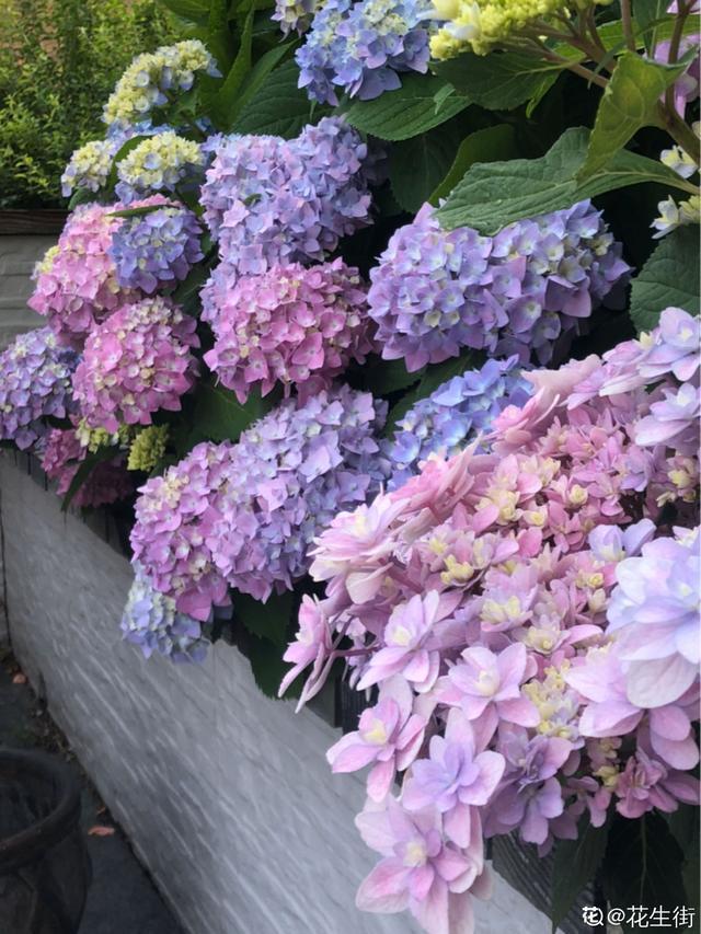 造花园,一定不能少这3种花,每一种都是当之无愧的开花机器! 造花园,一定不能少这3种花,每一种都是当之无愧的开花机器!