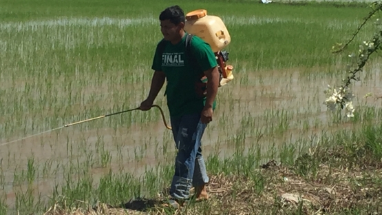 三农:"核一揽子计划"使农民增加马来西亚北部的水稻产量和收入