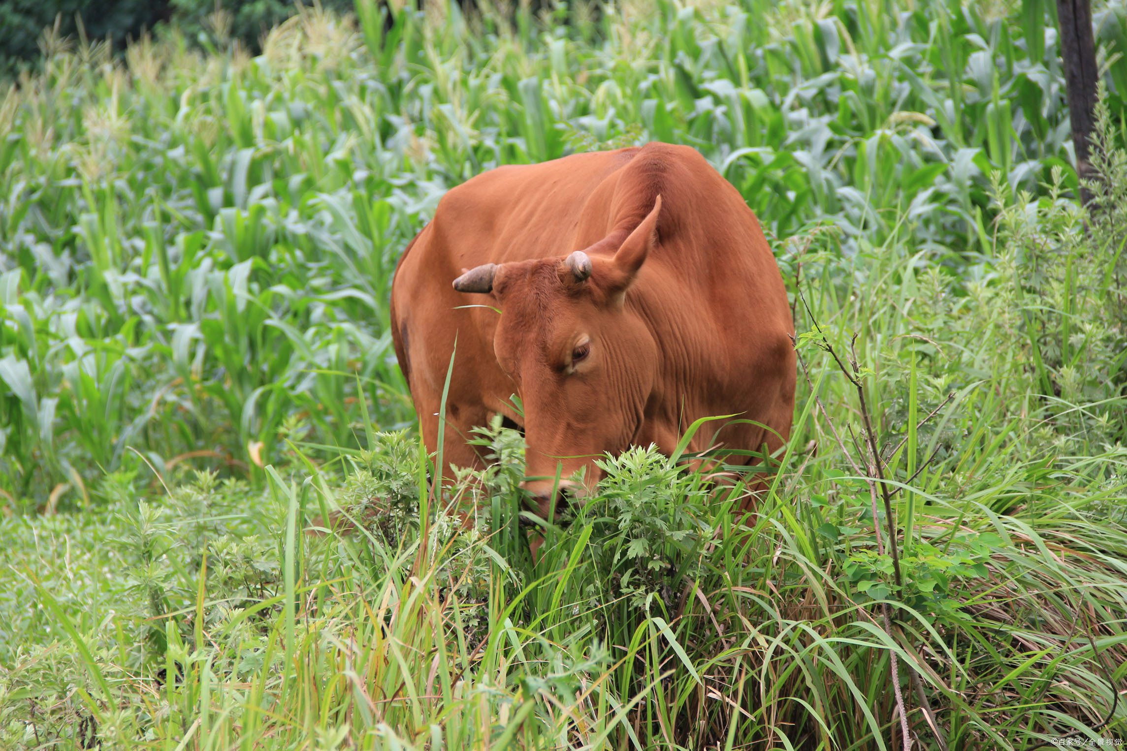 牛肉- 热门商品专区