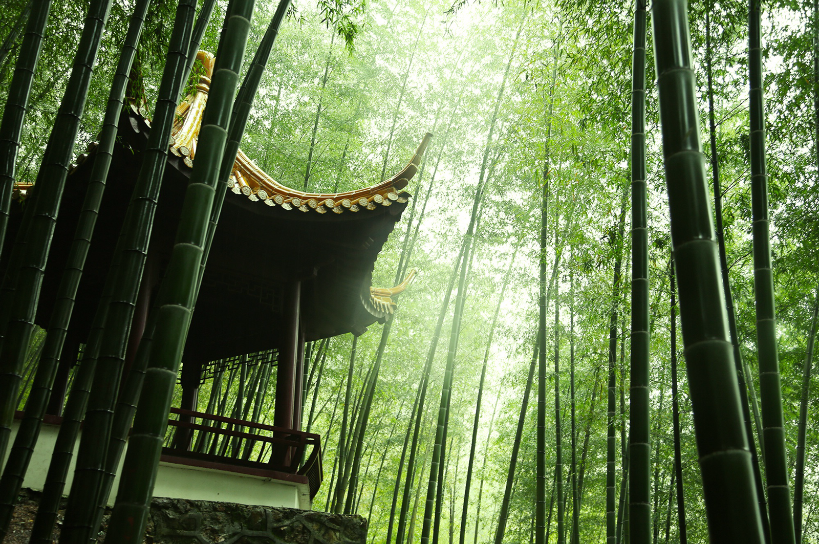 每一个到竹林中游玩的人,不妨在溪水边坐下来歇歇脚,尝一尝.