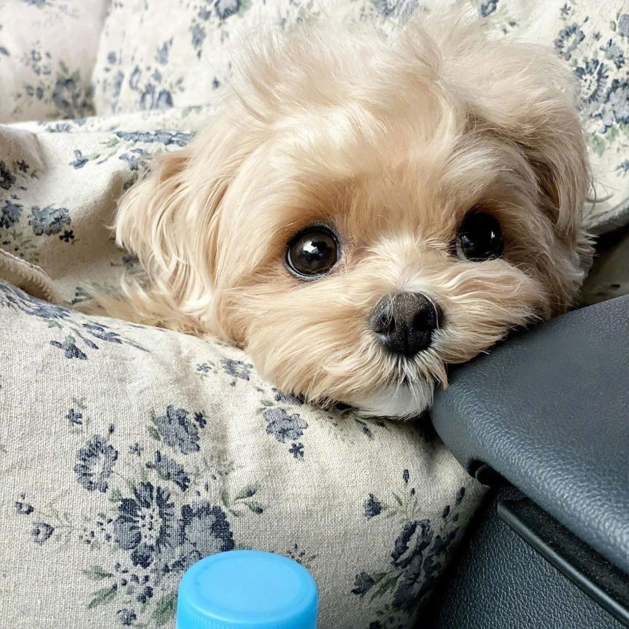 可爱的大眼仔狗狗,大眼仔som是马尔济斯和贵宾的混血宝宝,一双亮晶晶