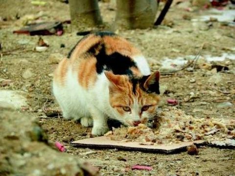 校园流浪猫狗图片