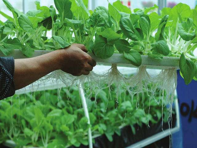 水培蔬菜大棚也叫营养液栽培生物有机蔬菜