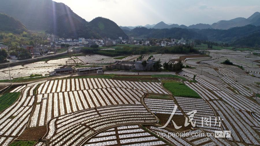 2月28日拍摄的罗平县长底乡发达村的蔬菜种植基地.