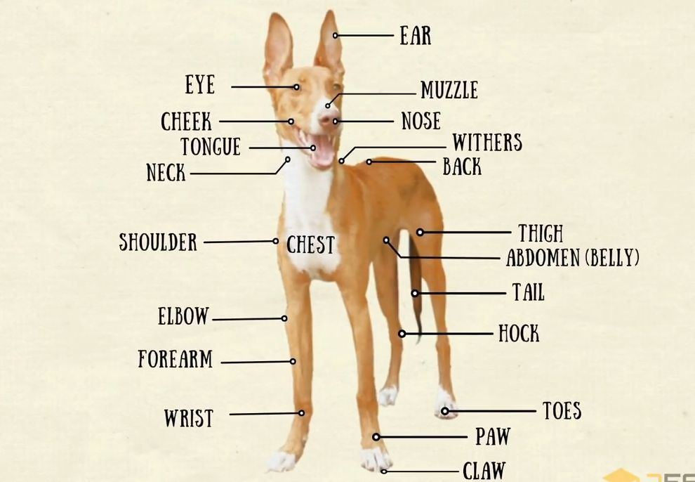 如何用英语描述动物的身体部位 part i