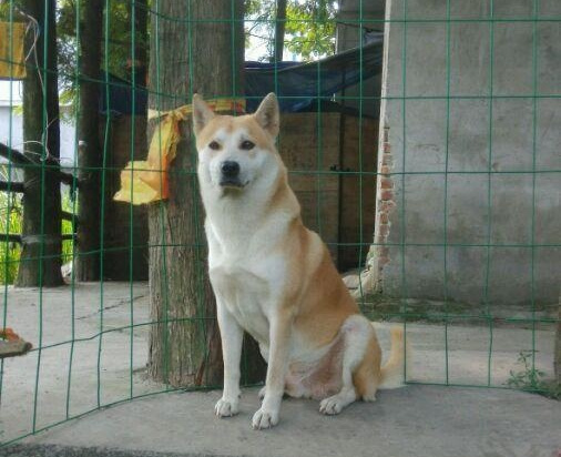 關於田園犬的傳聞:含煞犬,黃狗白麵金不換,您知道是什麼意思嗎