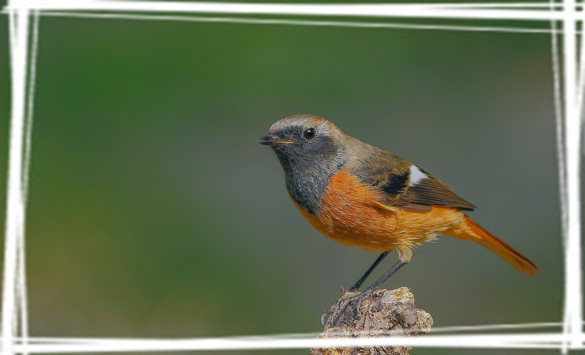 小型鸟类北红尾鸲桌面壁纸