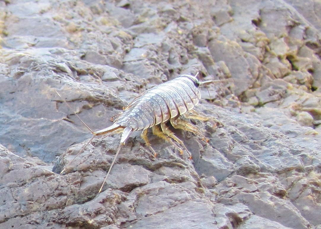 海蟑螂幼虫图片