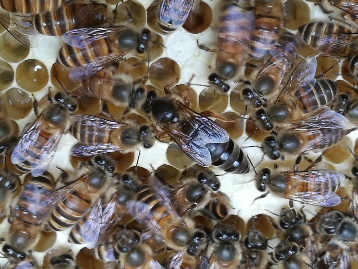 中蜂人工育王详情