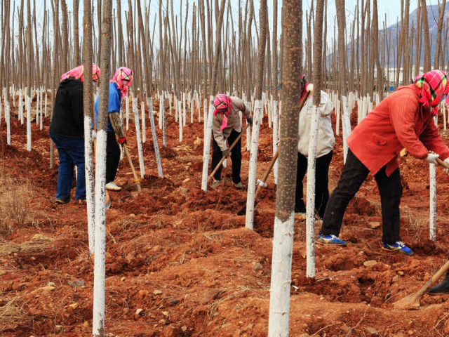 关于种植:如何正确地种植树苗,提高存活率?