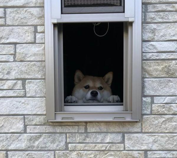 柴犬每天在窗口目送主人,表情超甜,主人走远后它的眼神让人心疼