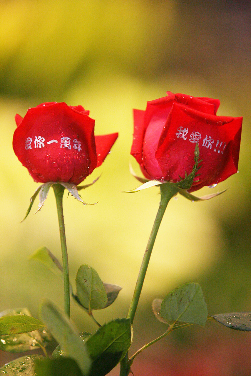 七夕节,唯美爱情诗,让我们一起走近千年前的浪漫里,遇见真情,遇见感动