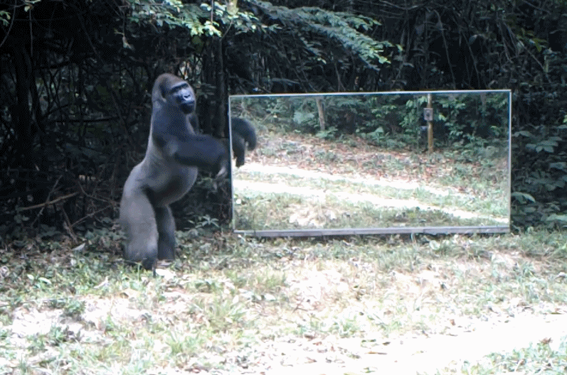 银背大猩猩照镜子 反应超剧烈 网友:杀马特的水泥舞?