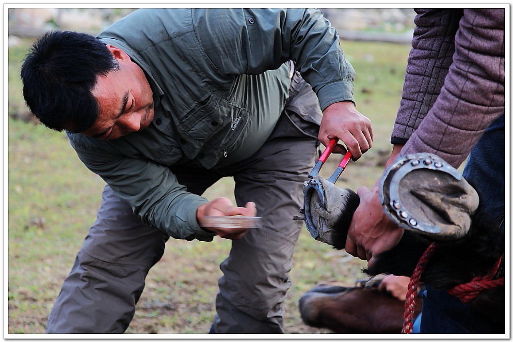 古人为什么要给马钉马掌,铁钉牢牢钉在马蹄上,马儿疼不疼?