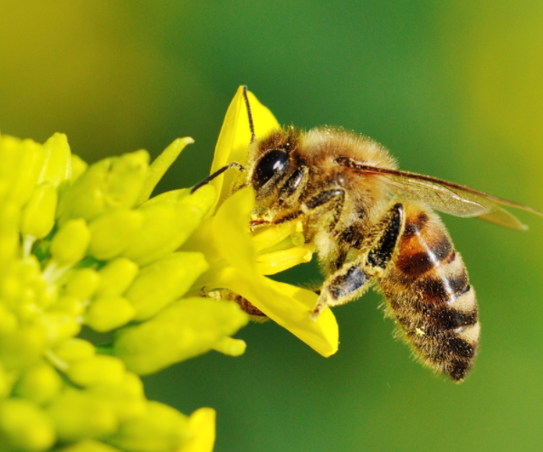 园艺工作者对刺猬有着道不尽的喜爱,因为它们是花草害虫的天敌.
