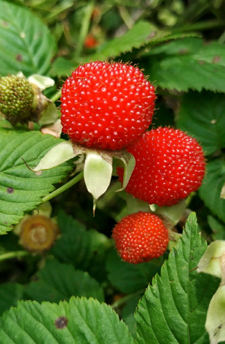 武当山树莓图片