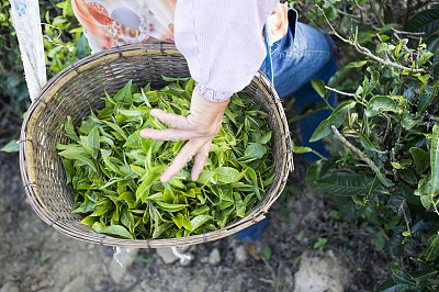 雲南:摘茶做茶品茶,傣族少數民族村的悠悠茶香