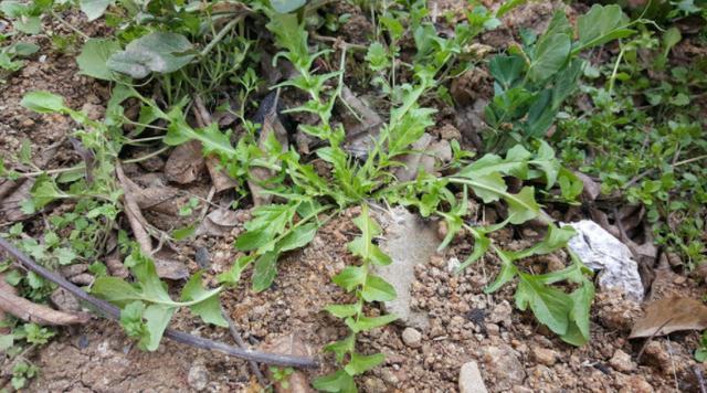 农村一种尿床草,价值珍贵,农民开始大批量种植