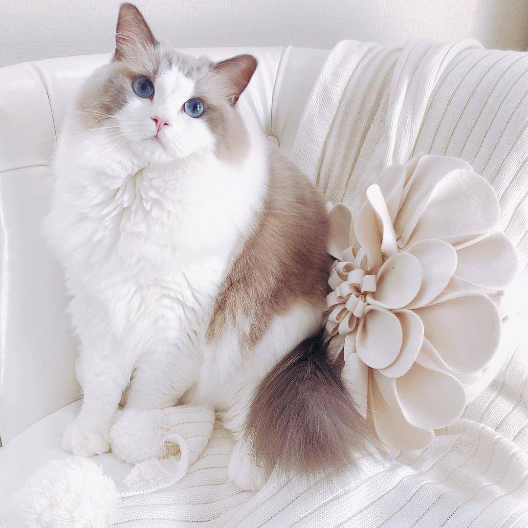 女孩子都想养一只布偶猫,真是因为它贵吗?还是在于颜值