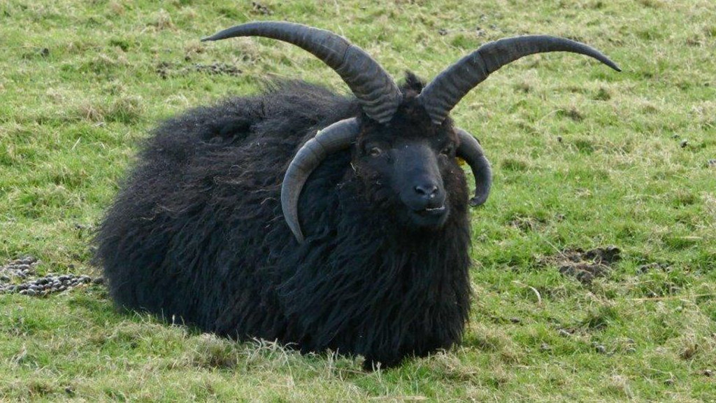 山羊- 优质问答专区