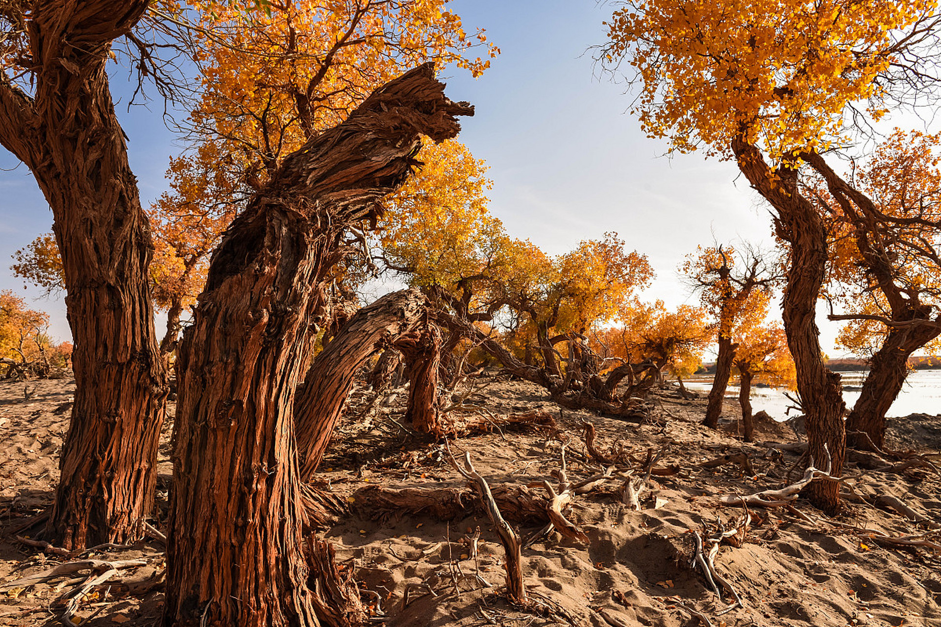 探访新疆轮台胡杨林,敦煌西湖湿地胡杨林,感受自然与生命力的交织!