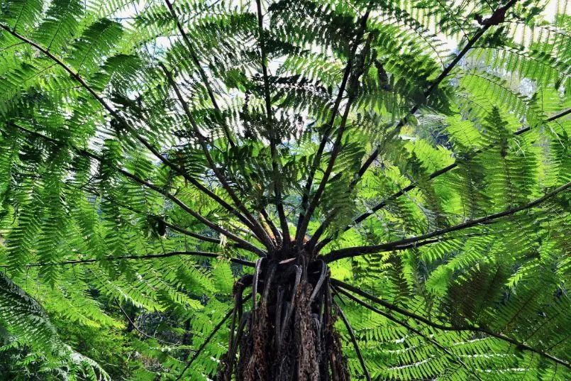 桫椤有"蕨类植物之王""活化石"的称号,是国家一级保护植物
