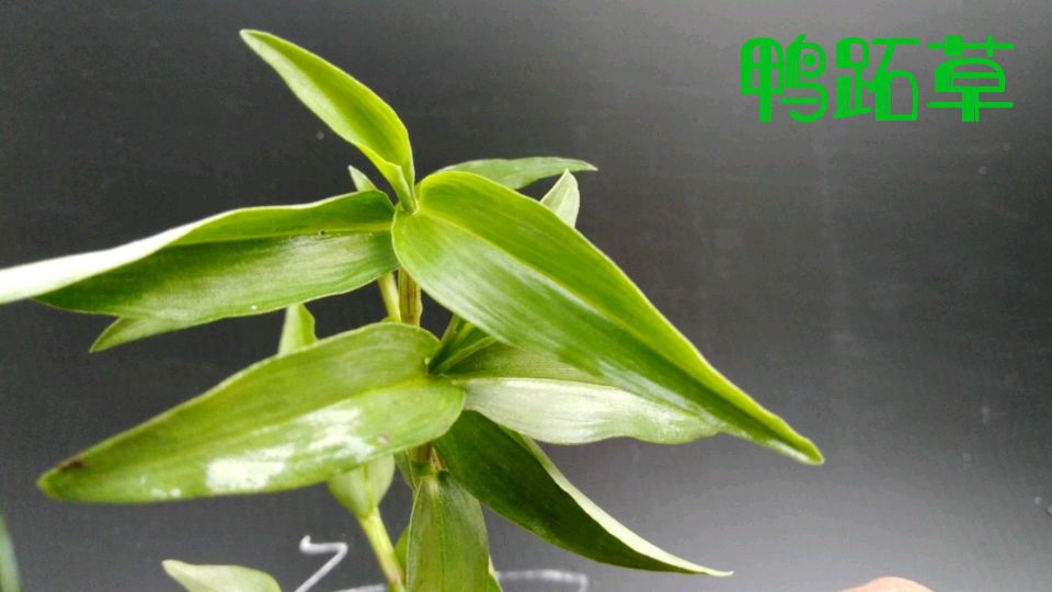 鸭跖草,大家知道它的作用吗?