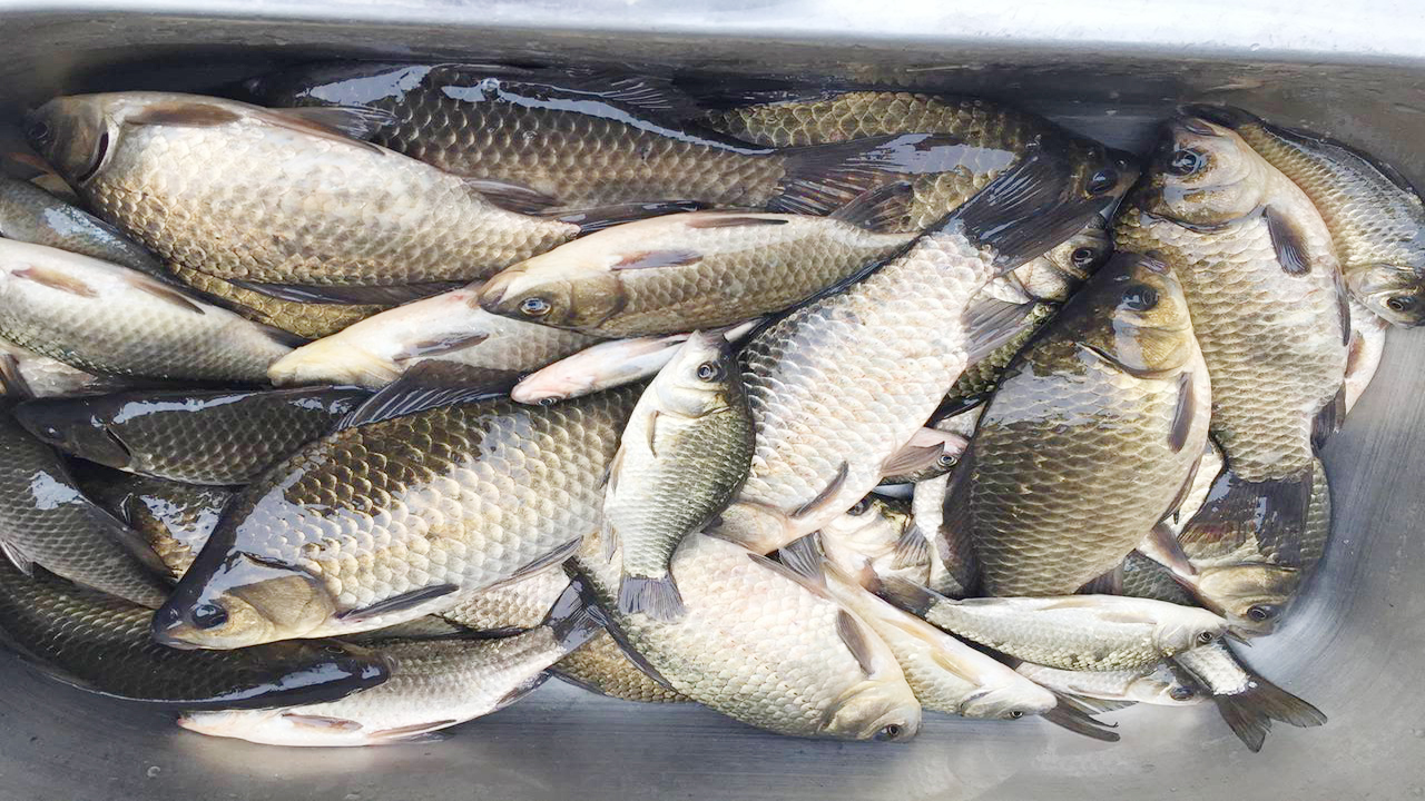 蓝鲫- 热门商品专区