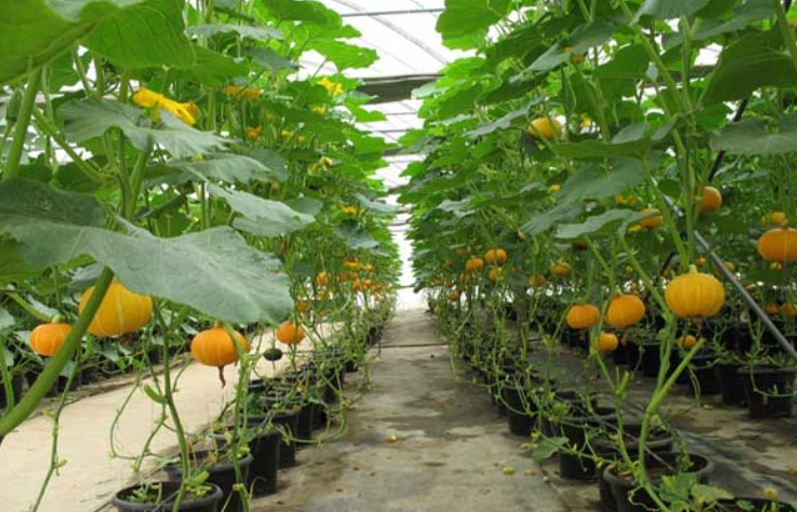 南瓜大棚 - 2020年最新商品信息聚合专区 - 百度爱采购